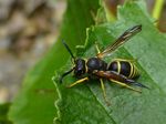 Ancistrocerus oviventris